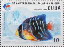 Queen Angelfish (Holacanthus ciliaris)