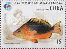 Shy Hamlet (Hypoplectrus guttavarius)