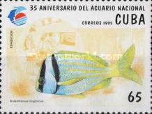 Porkfish (Anisotremus virginicus)