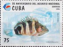 Red-spotted Hawkfish (Amblycirrhitus pinos)
