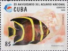 French Angelfish (Pomacanthus paru)
