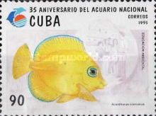 Blue Tang (Acanthurus coeruleus) - Juvenile