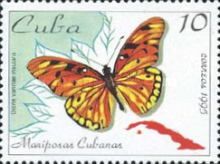 Tropical Silverspot (Agraulis vanillae insularis)
