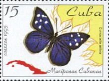 Florida Purplewing (Eunica tatila)