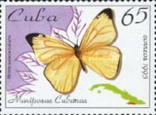 Black-striped White (Melete salacia cubana)