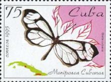 Cuban Clearwing (Greta cubana)