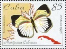 Barred Yellow (Eurema daira palmira)