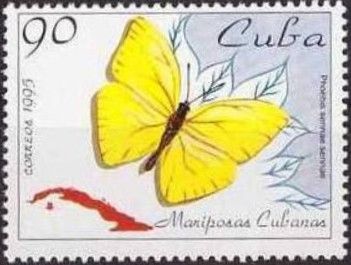 Cloudless Sulphur (Phoebis sennae)