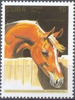 Chestnut Arabian Horse (Equus ferus caballus)