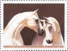 Grey Arabian (Equus ferus caballus)