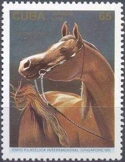 Darkbrown Arabian Horse (Equus ferus caballus)
