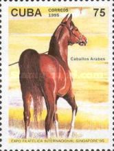 Chestnut Arabian Horse (Equus ferus caballus)