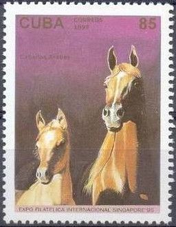 Light Brown Arabian Horse (Equus ferus caballus)