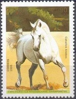 White Arabian Horse (Equus ferus caballus)