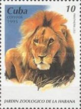 Lion (Panthera leo)