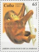 Bornean Orangutan (Pongo pygmaeus)