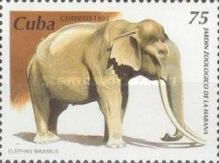 Asian Elephant (Elephas maximus)