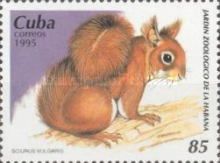 Eurasian Red Squirrel (Sciurus vulgaris)