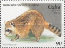 Raccoon (Procyon lotor)
