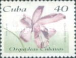 Bletia patula