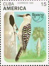West Indian Woodpecker (Centurus superciliaris)