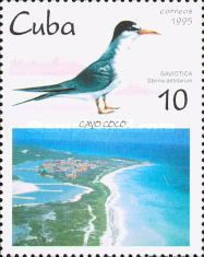 Least Tern (Sterna antillarum)