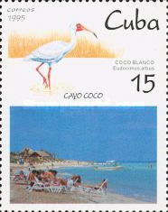American White Ibis (Eudocimus albus)
