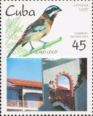 Western Spindalis (Spindalis zena)