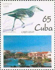 Northern Mockingbird (Mimus polyglottos)