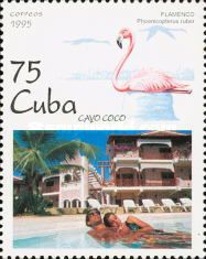 Caribbean Flamingo (Phoenicopterus ruber)