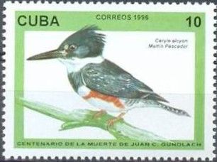 Belted Kingfisher (Ceryle alcyon)