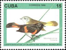 American Redstart (Setophaga ruticilla)
