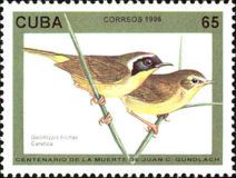 Common Yellowthroat (Geothlypis trichas)