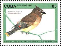 Cedar Waxwing (Bombycilla cedrorum)