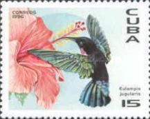 Purple-throated Carib (Eulampis jugularis)