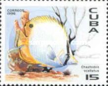 Spotfin Butterflyfish (Chaetodon ocellatus)