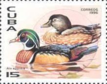 Wood Duck (Aix sponsa)