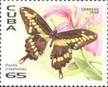 Giant Swallowtail (Papilio cresphontes)