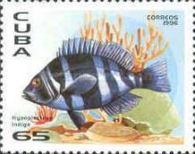 Indigo Hamlet (Hypoplectrus indigo)