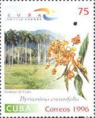 Byrsonima crassifolia