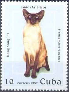 Brown-point Siamese (Felis silvestris catus)