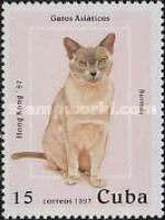 Burmese Cat (Felis silvestris catus)