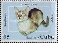 Singapore Cat (Felis silvestris catus)