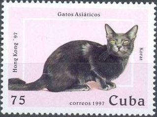 Korat (Felis silvestris catus)