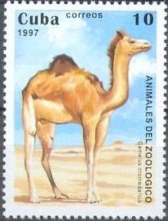 Dromedary (Camelus dromedarius)