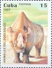 White Rhinoceros (Ceratotherium simum)