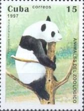 Giant Panda (Ailuropoda melanoleuca)
