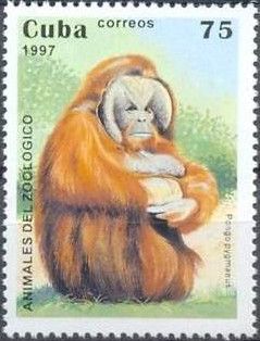 Bornean Orangutan (Pongo pygmaeus)