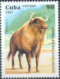 European Bison (Bos bonasus)