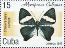 Dirce Beauty (Colobura dirce ssp. clementi)
